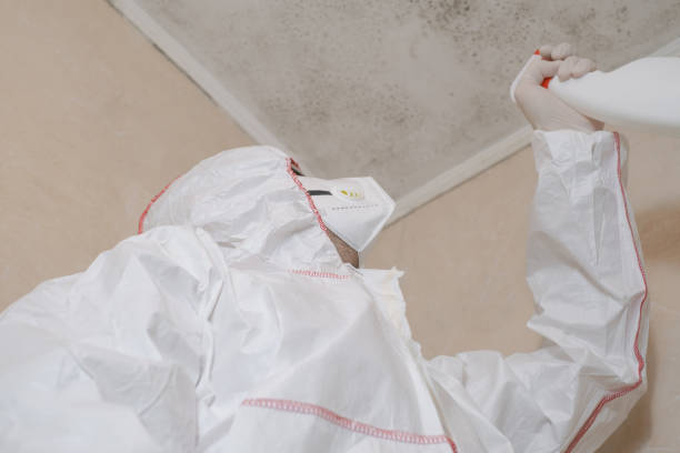 Why You Should Choose Our Mold Remediation Services in West Point, VA